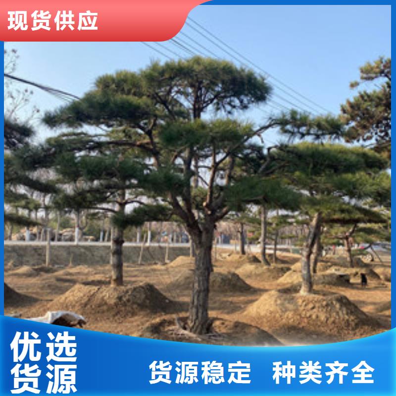 造型松造型油松品牌专营