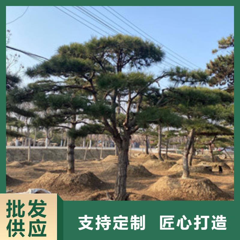 造型松_造型油松支持大批量采购