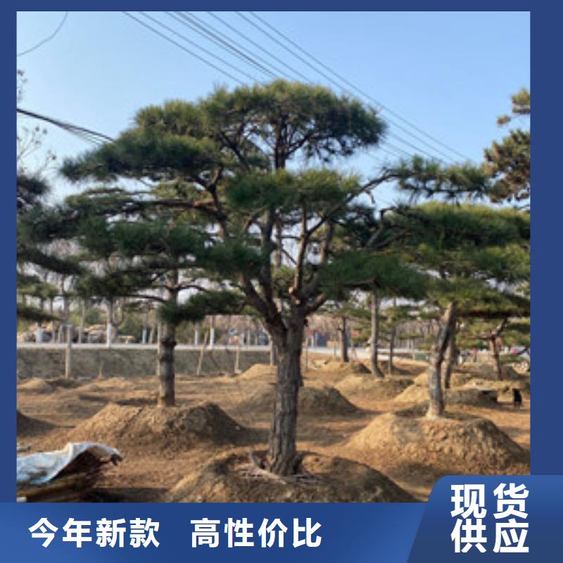 造型松,造型油松供应采购