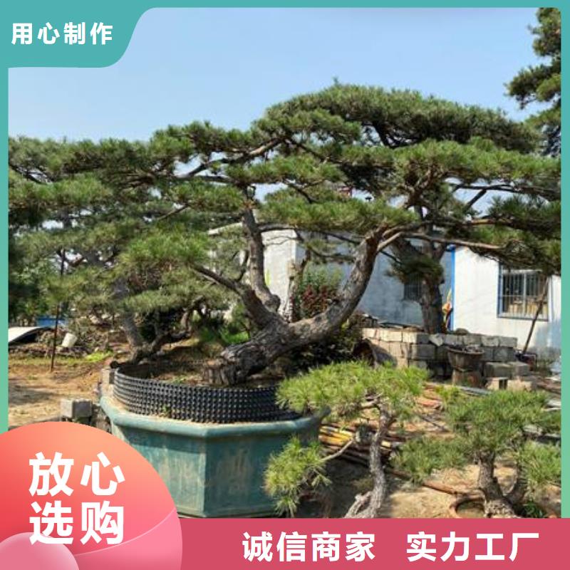 造型松_造型油松支持大批量采购