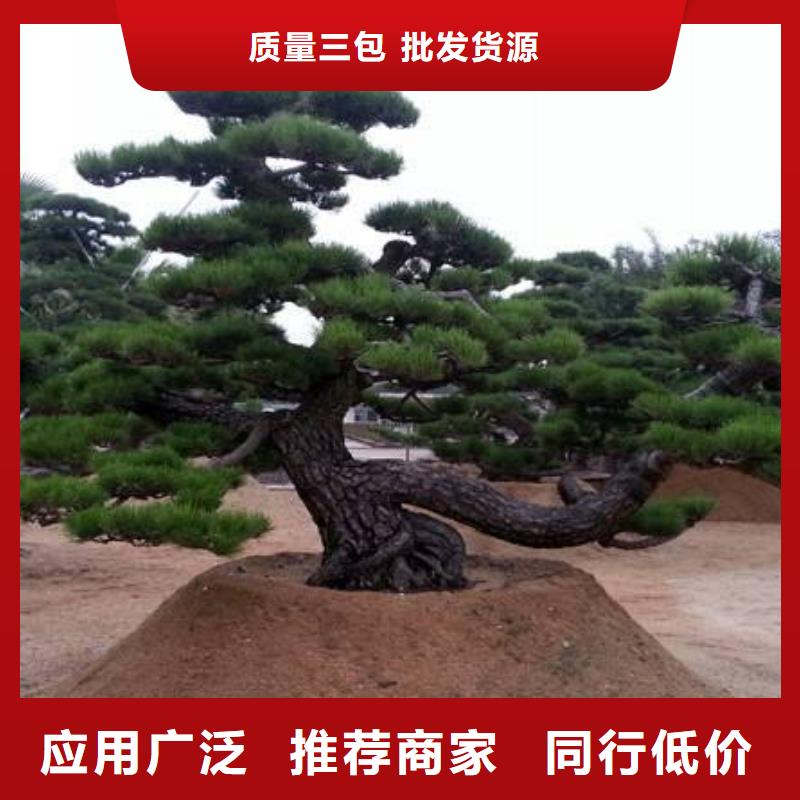 造型松 迎客松工厂直供