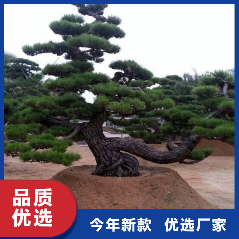  造型松货源直供