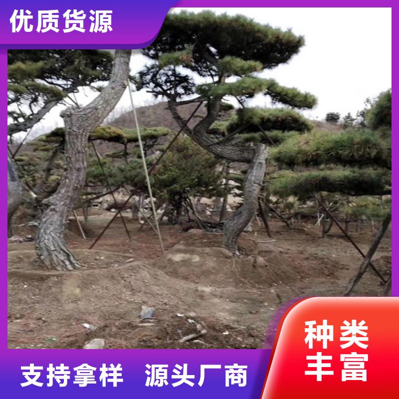  造型松产品细节