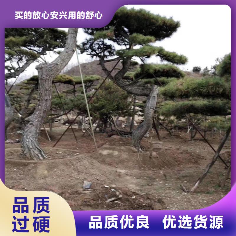 造型松造型油松售后无忧