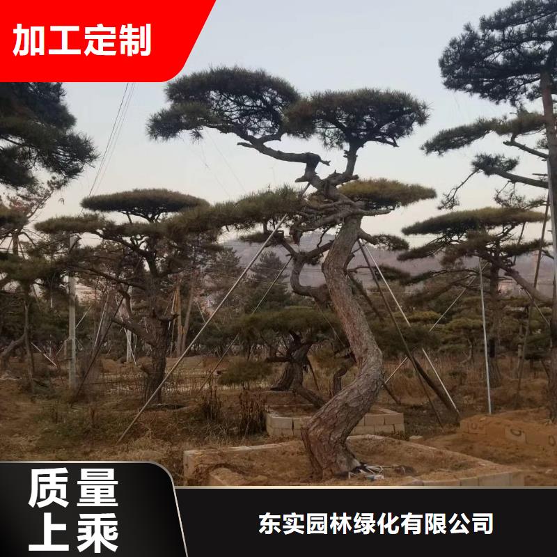 造型松,造型油松供应采购