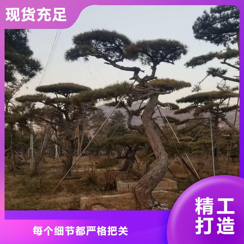 【造型松】迎客松定制速度快工期短
