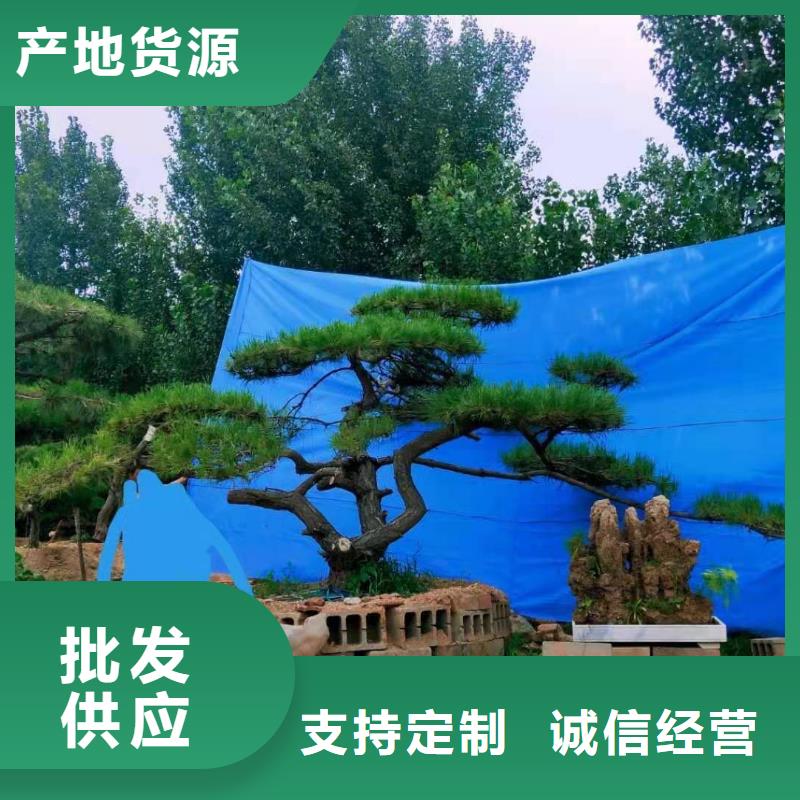 造型松,造型油松品质之选