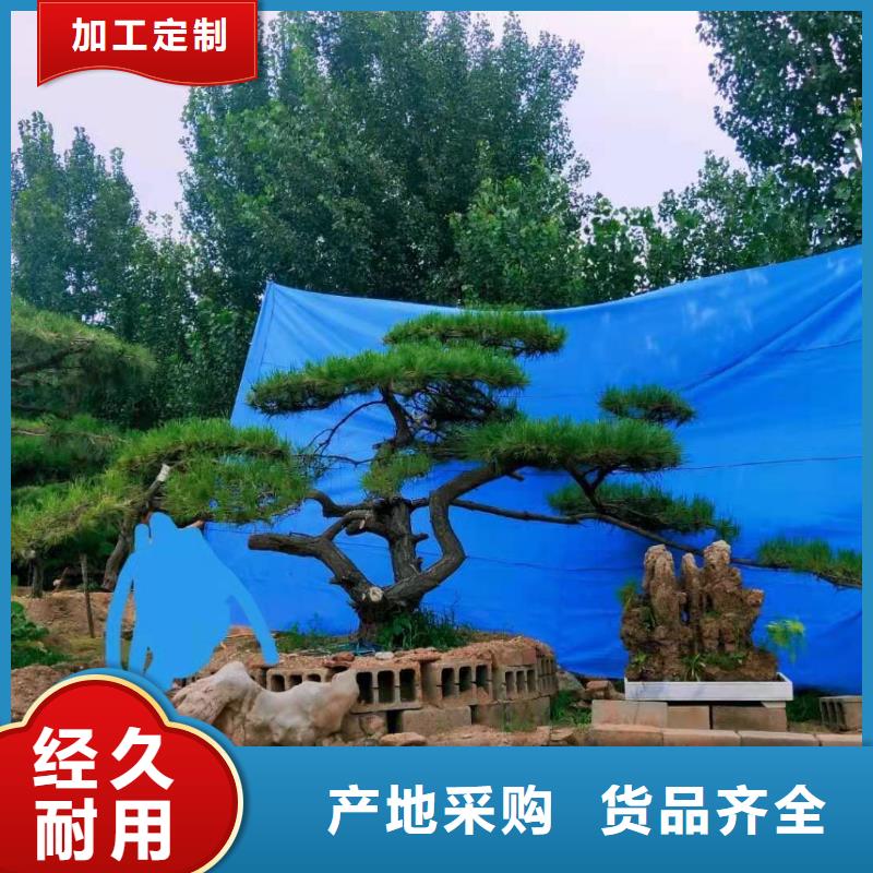 【造型松造型池松专业的生产厂家】