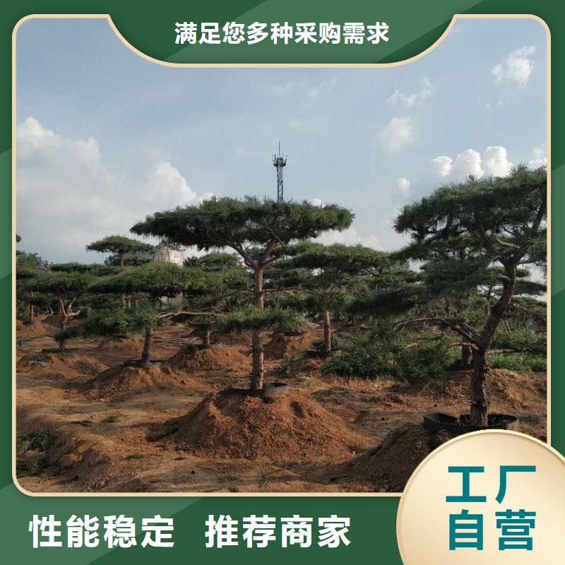 造型松 迎客松经久耐用