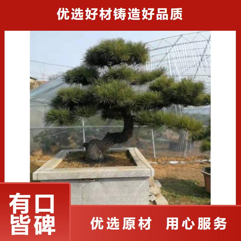 造型松经营造型松产品优良