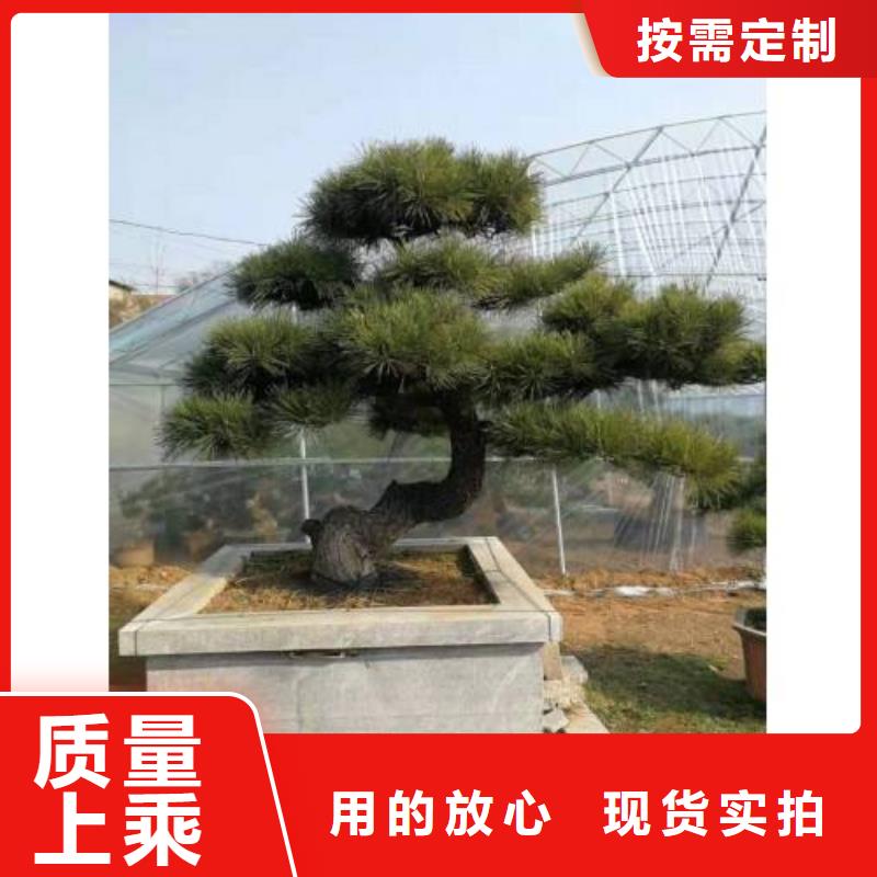  造型松设计合理