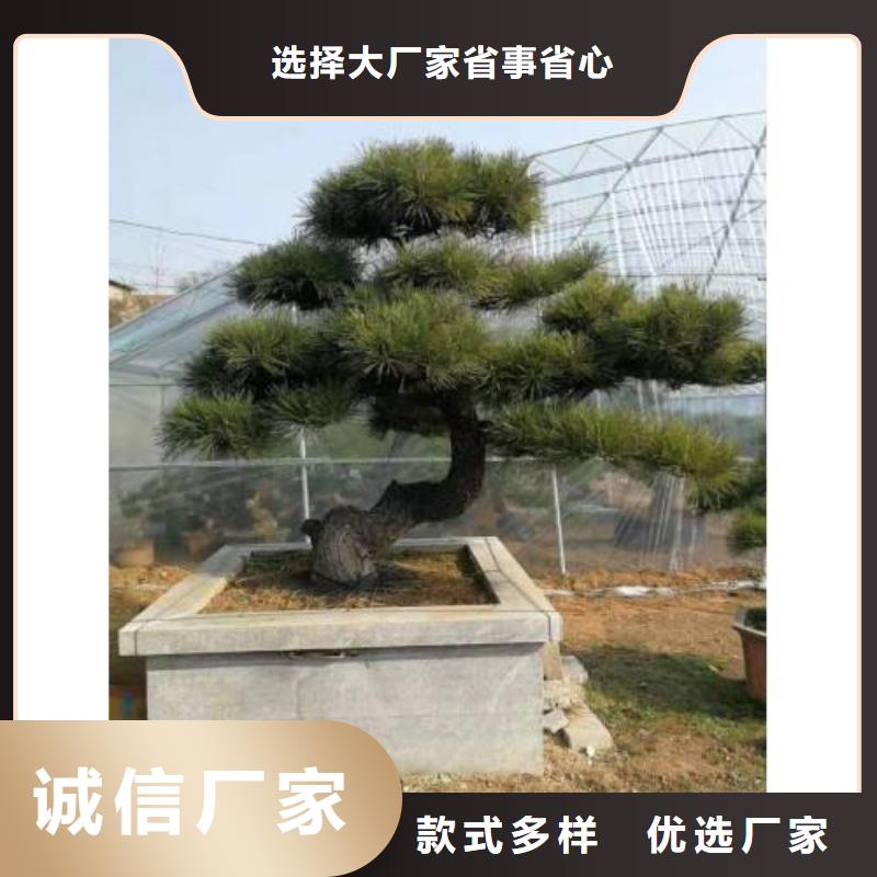 【造型松】_黑松全新升级品质保障