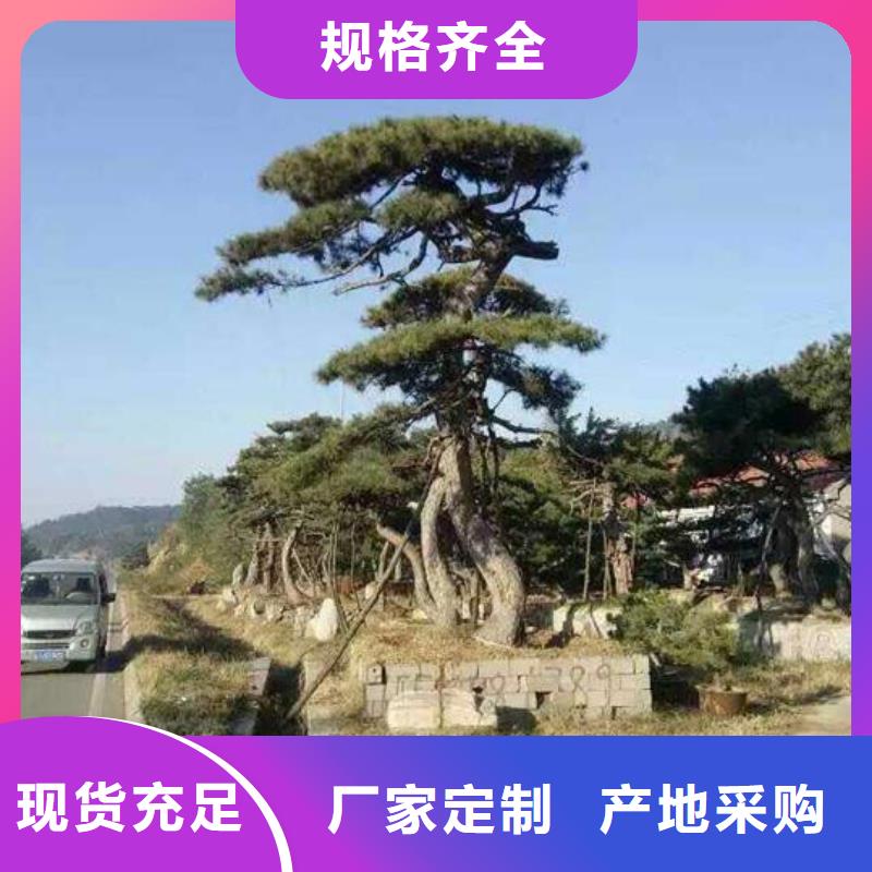 造型松_迎客松厂家直销直供