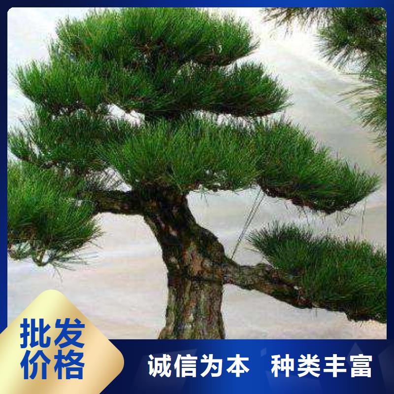造型松,造型油松供应采购