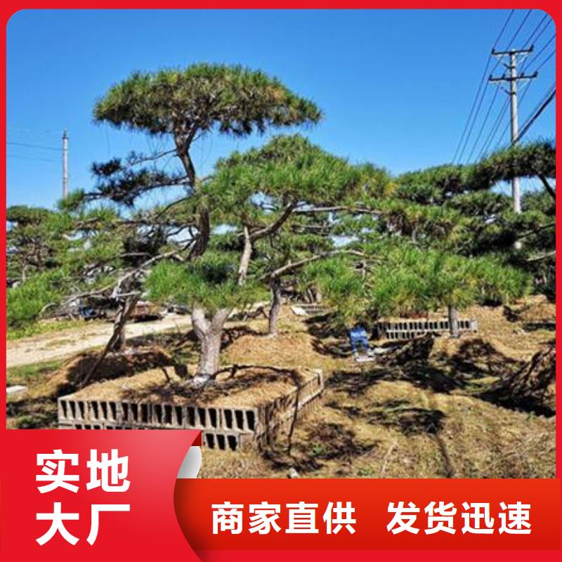 造型松造型油松支持定制
