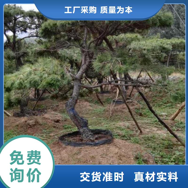 造型松,油松质量层层把关