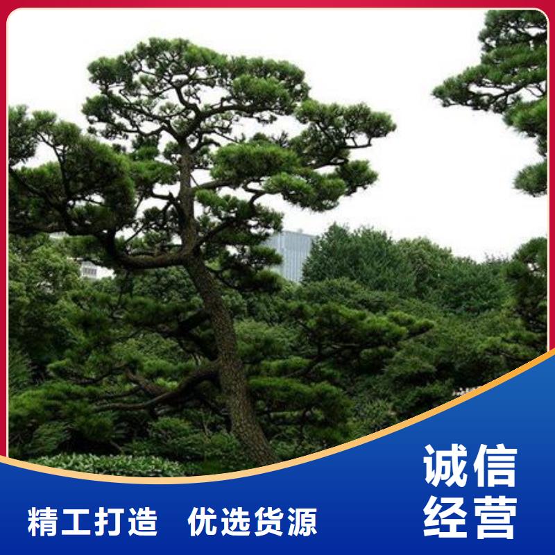 造型松经营造型松出厂严格质检