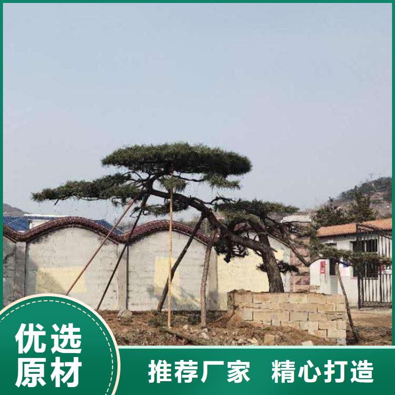  造型松同行低价
