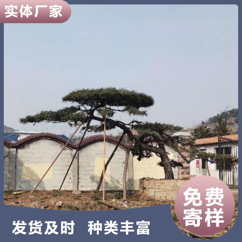  造型松实体厂家支持定制