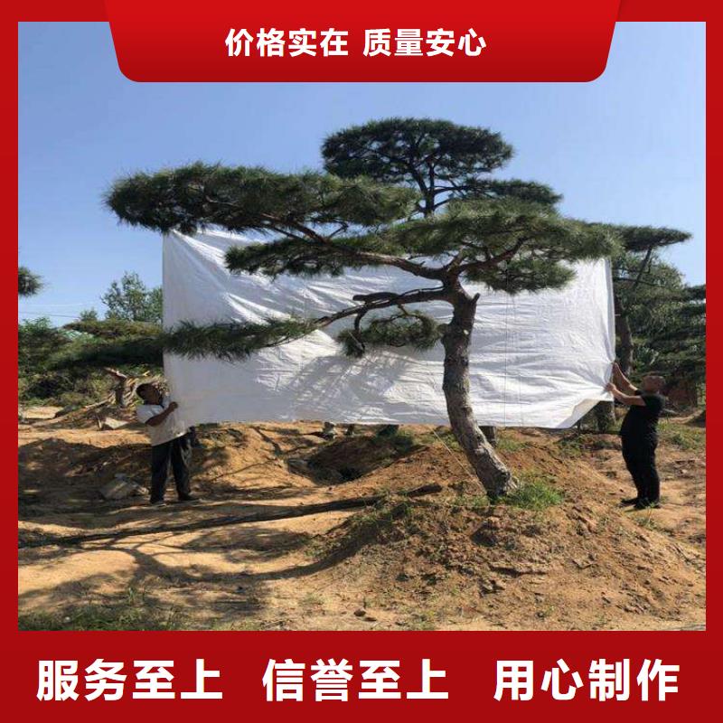 造型松-平顶松全品类现货