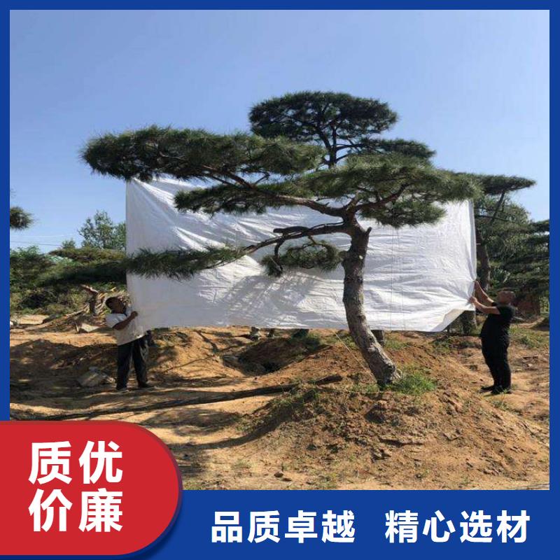 造型松 造型黑松多种款式可随心选择
