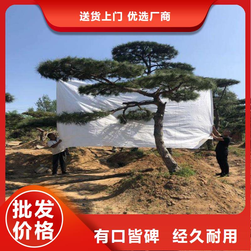 造型松造型池松材质实在