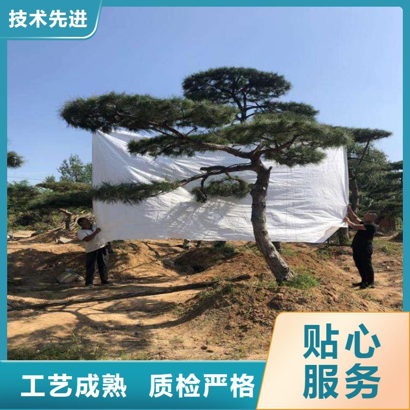 造型松,造型油松品质可靠
