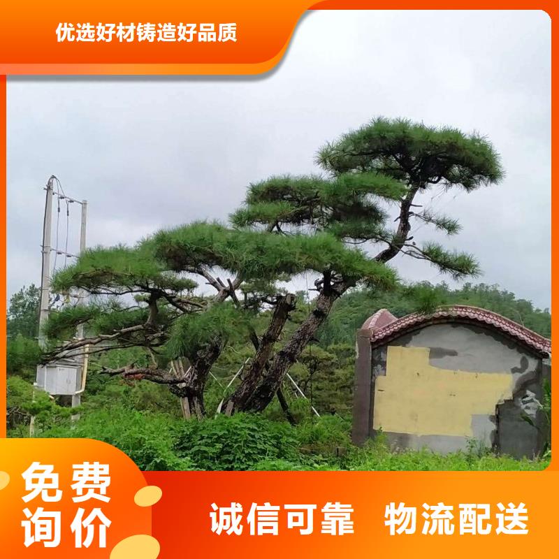 造型松古桩生产安装