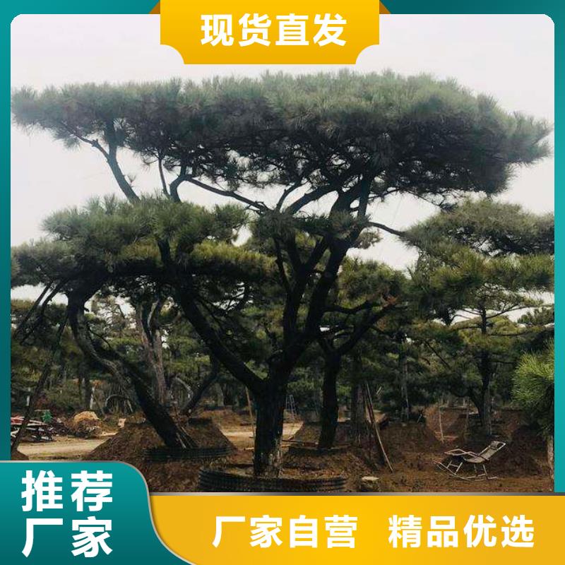  造型松严选用料