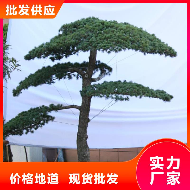 造型松 造型松苗木敢与同行比服务