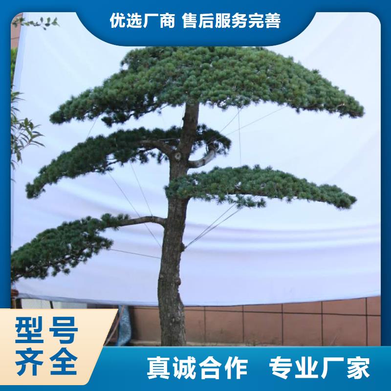 造型松_迎客松厂家直销直供