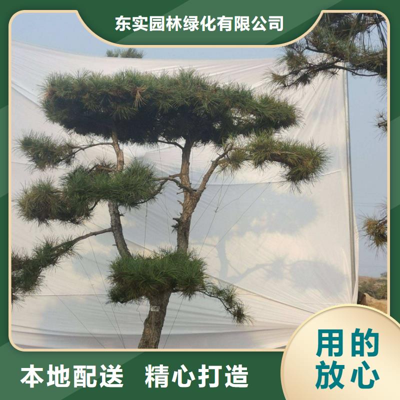 造型松盆景拒绝中间商
