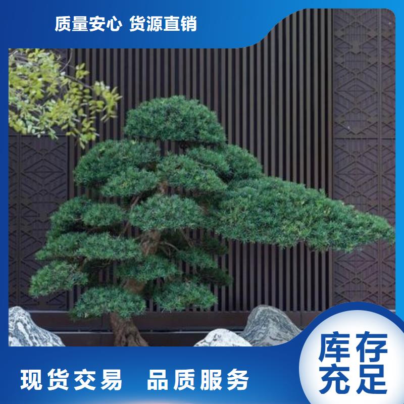 造型松,造型松基地厂家直销值得选择
