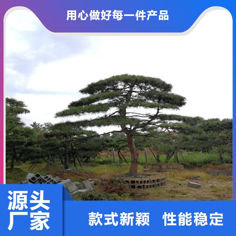  造型松一对一为您服务