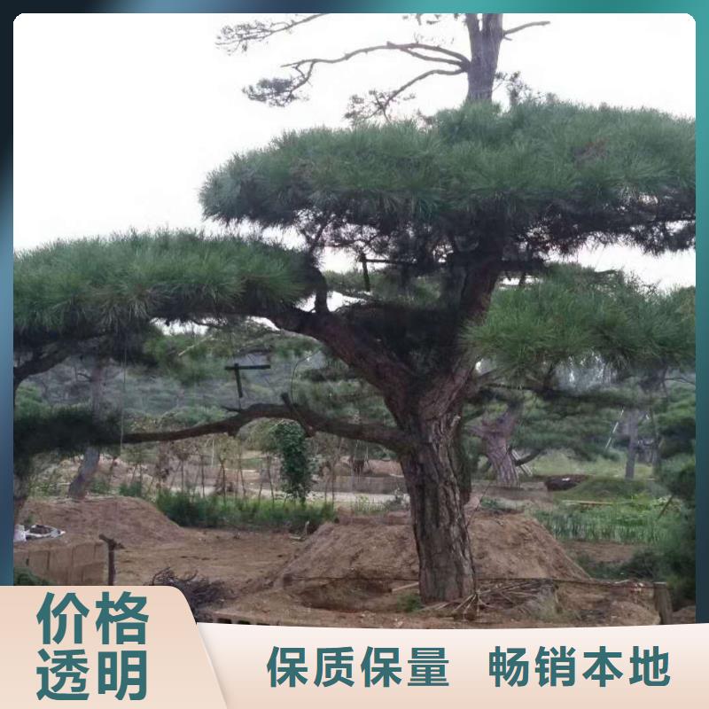 景观松厂家，价廉