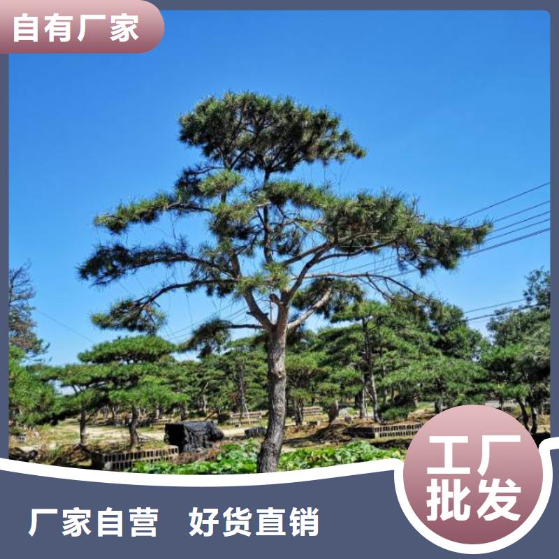 造型松造型油松售后无忧