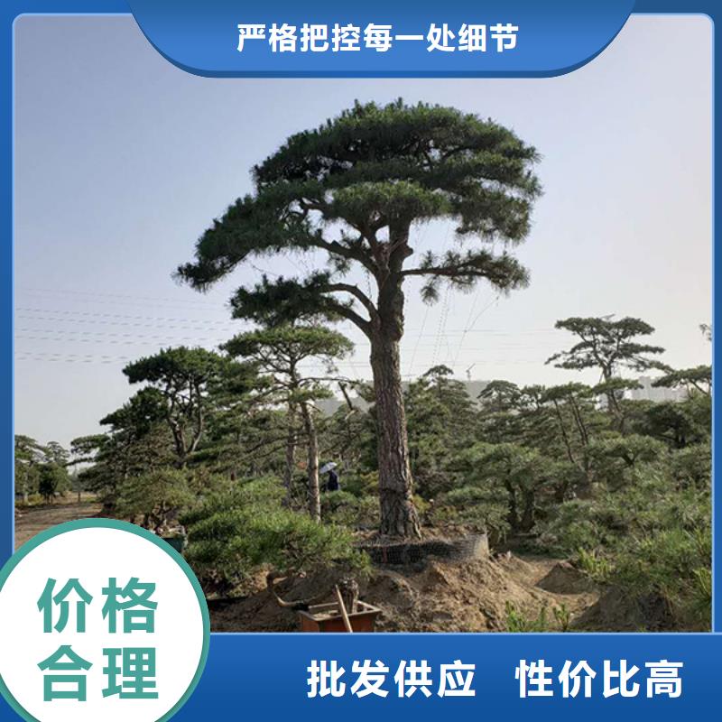  造型松现货快速采购