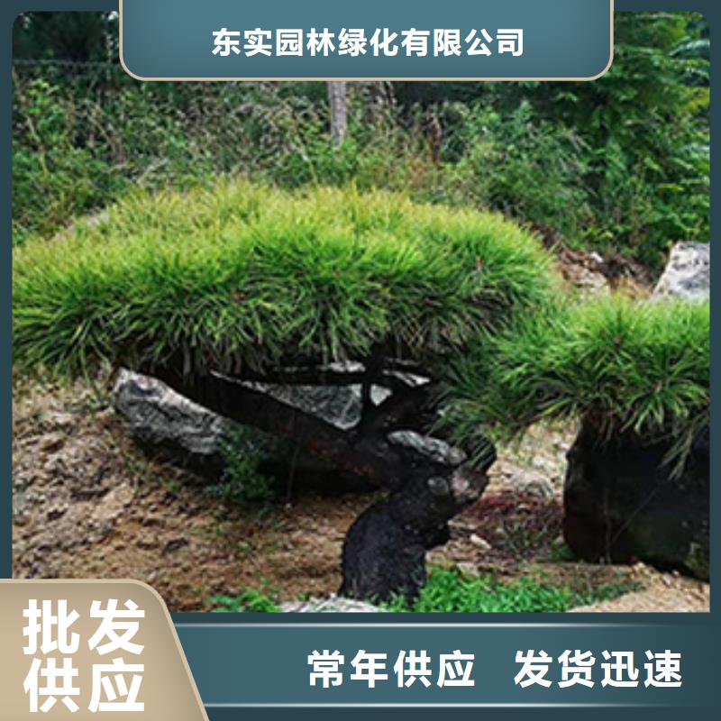 造型松造型池松材质实在