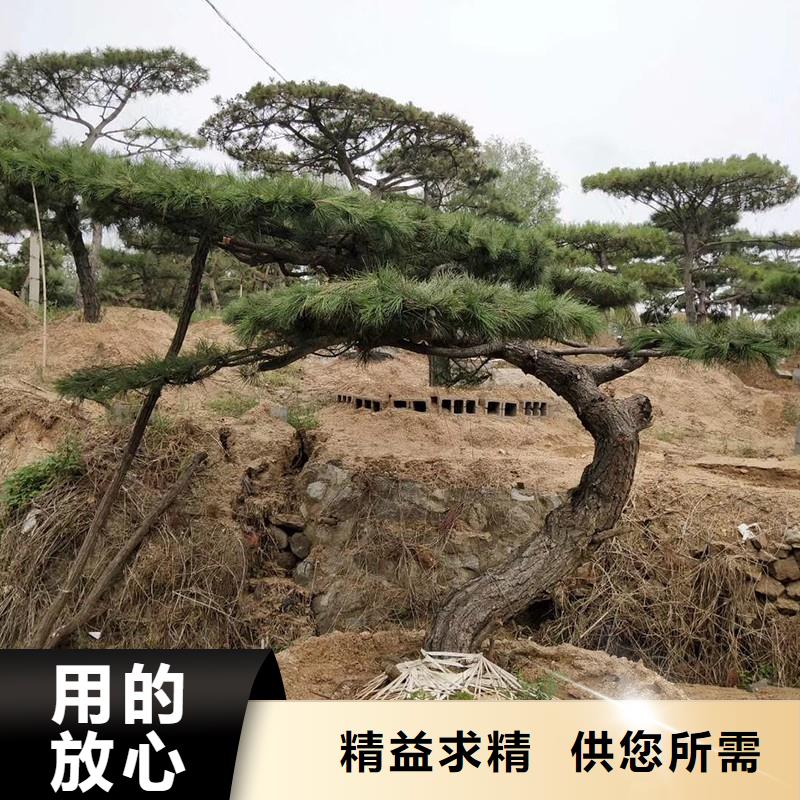  造型松主推产品