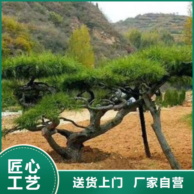 造型松盆景拒绝中间商