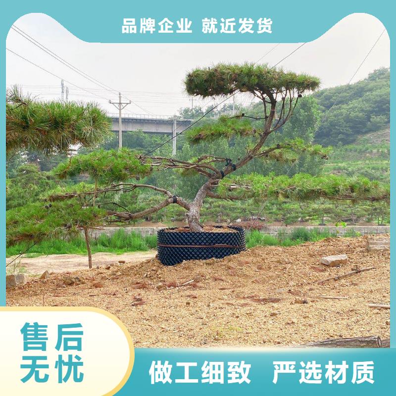 造型松迎客松现货快速采购