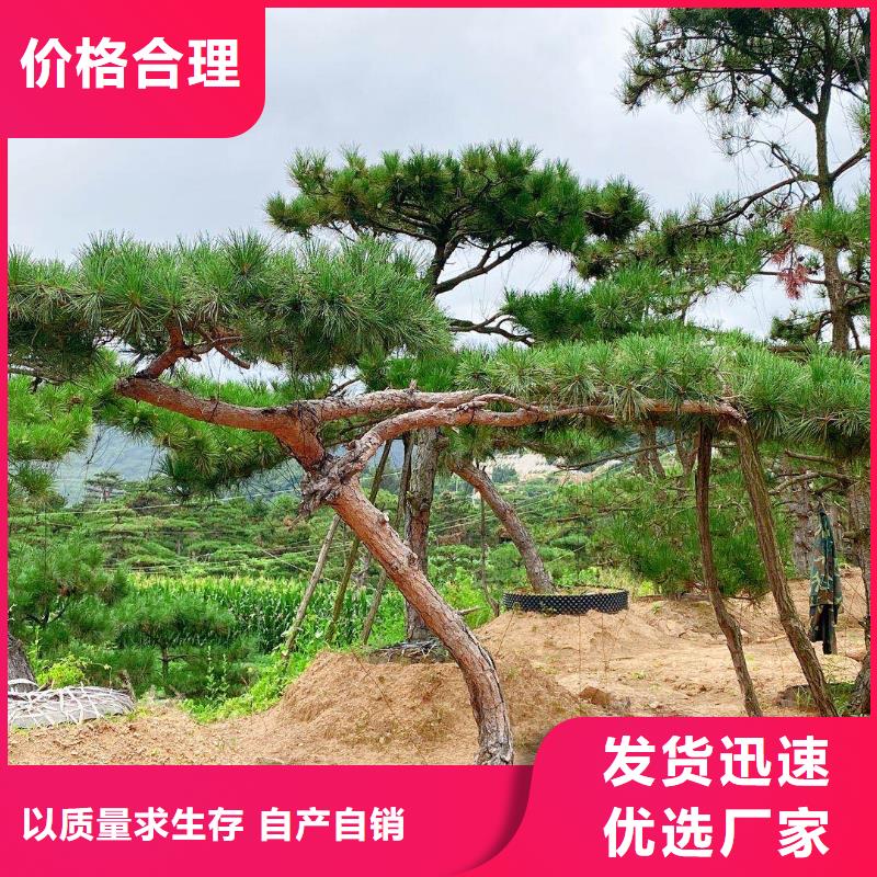 造型松,造型松价格性能稳定