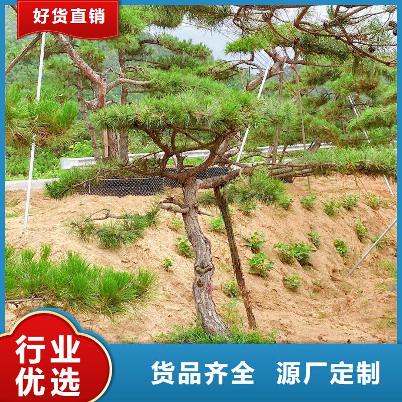造型松 造型松苗木敢与同行比服务