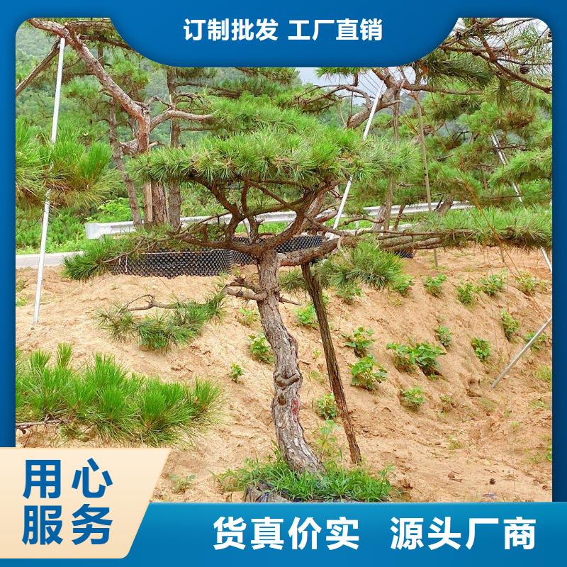 造型松,经营造型松多年实力厂家