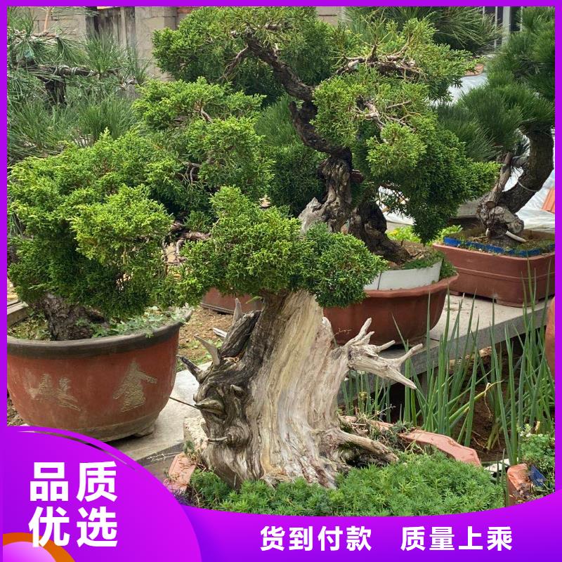 【造型松大型古松合作共赢】