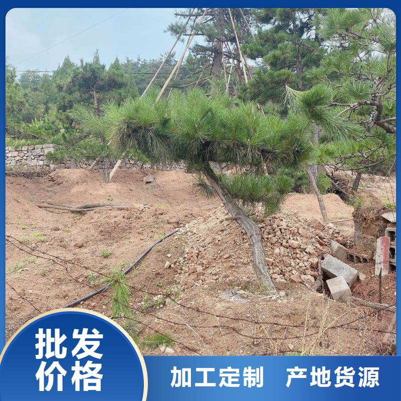 造型松造型松价格厂家直销供货稳定