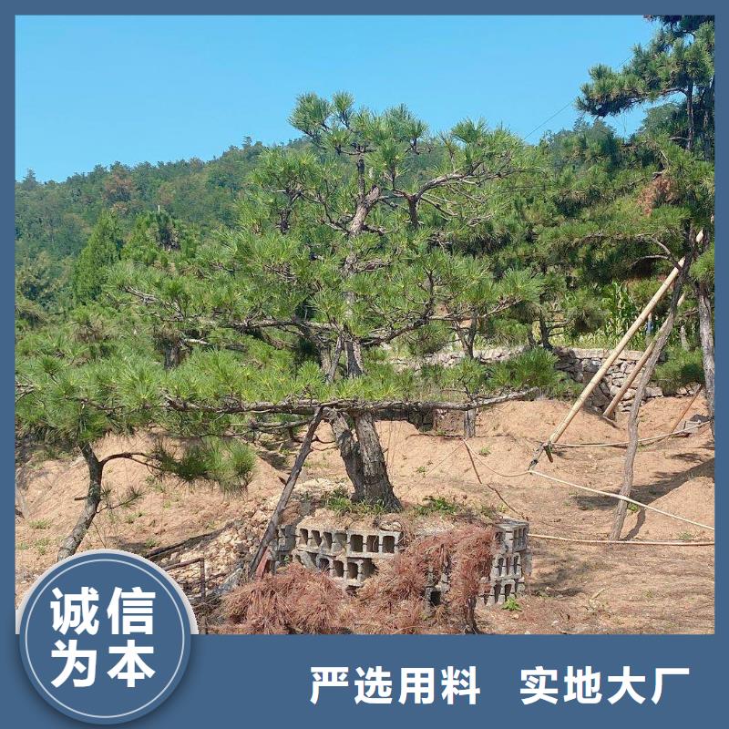 造型松迎客松把实惠留给您