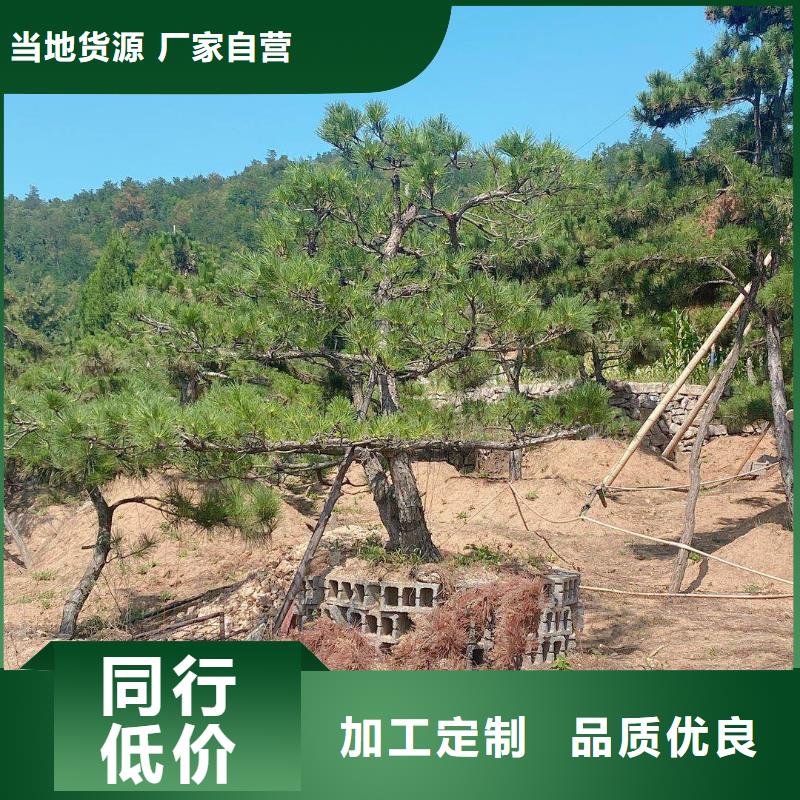  造型松优选好材铸造好品质