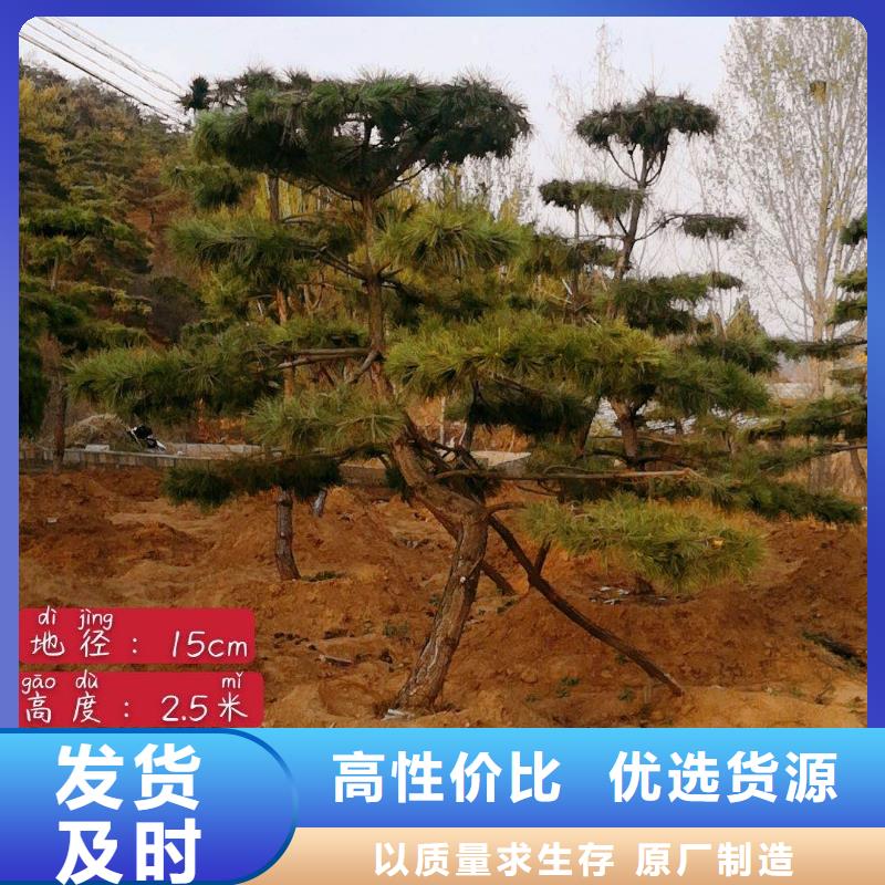 造型松古桩专业厂家