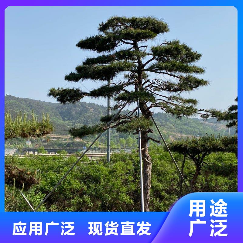 造型松造型油松品牌专营